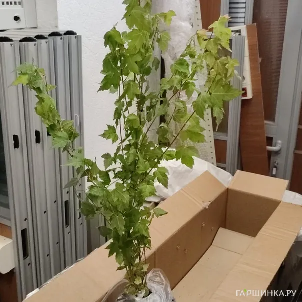 превью изображения отзыва