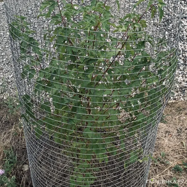 превью изображения отзыва