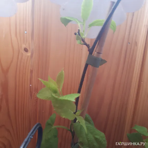 превью изображения отзыва