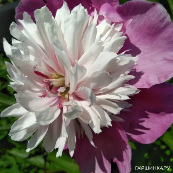 превью изображения отзыва