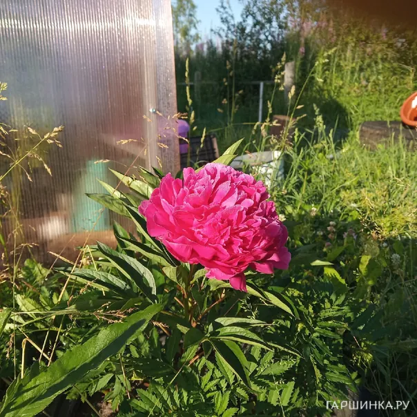 превью изображения отзыва