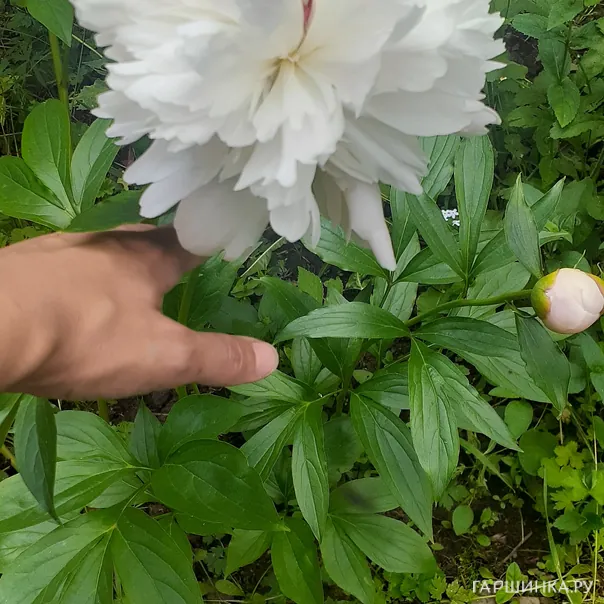 превью изображения отзыва