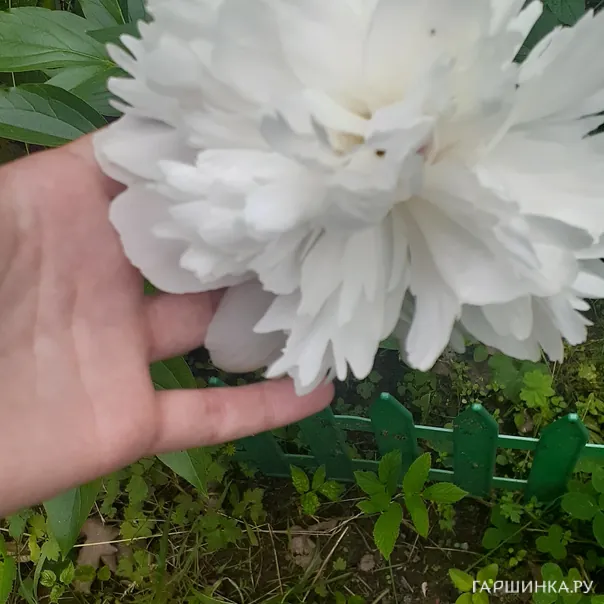 превью изображения отзыва