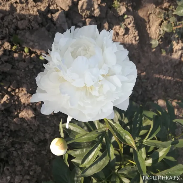 превью изображения отзыва