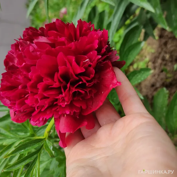 превью изображения отзыва