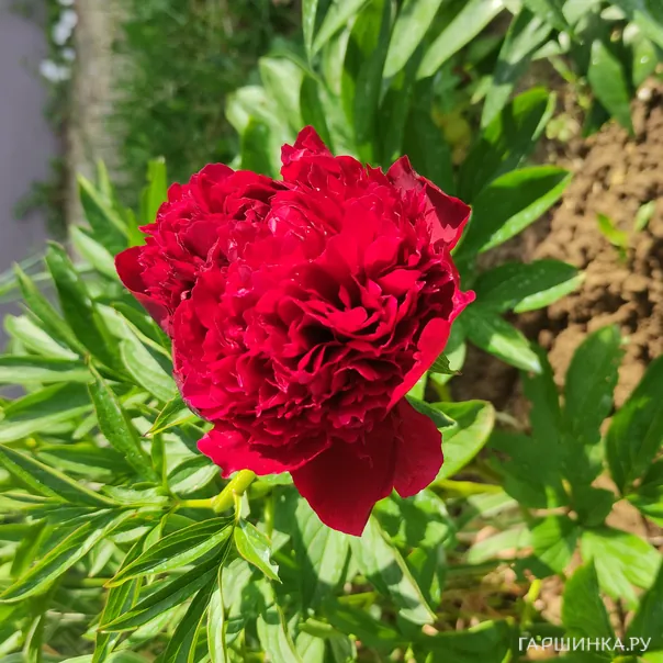 превью изображения отзыва