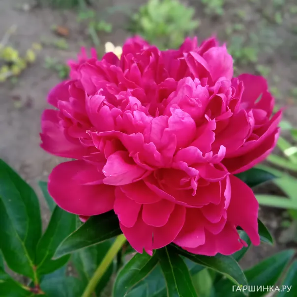 превью изображения отзыва