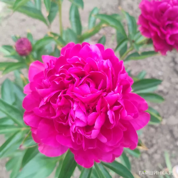 превью изображения отзыва