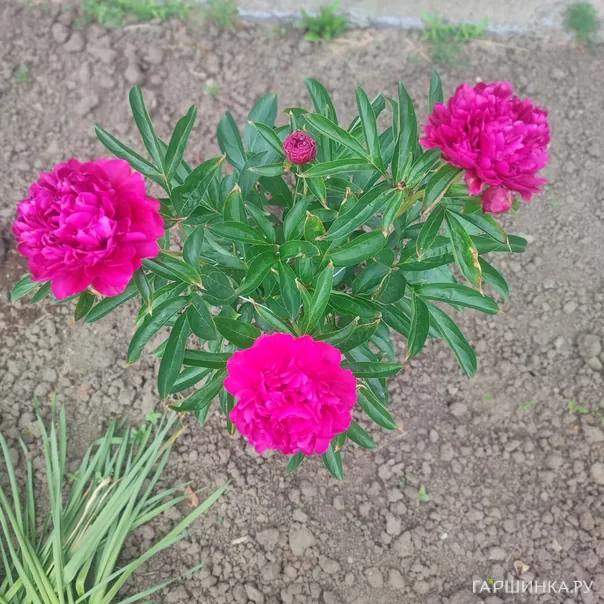 превью изображения отзыва