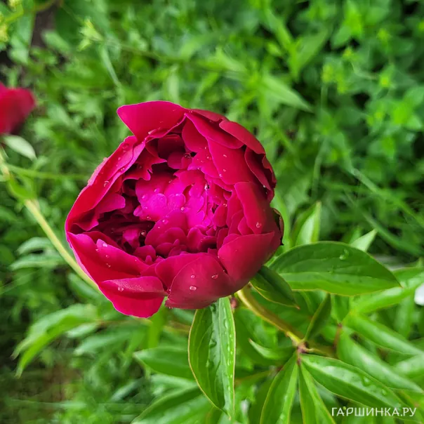 превью изображения отзыва