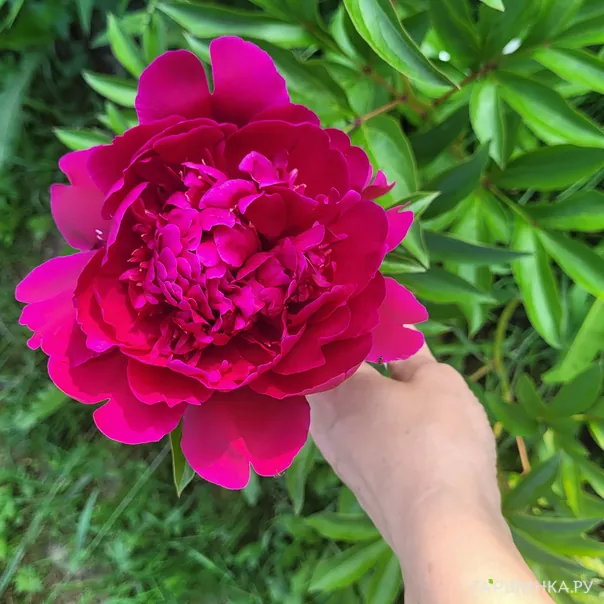 превью изображения отзыва