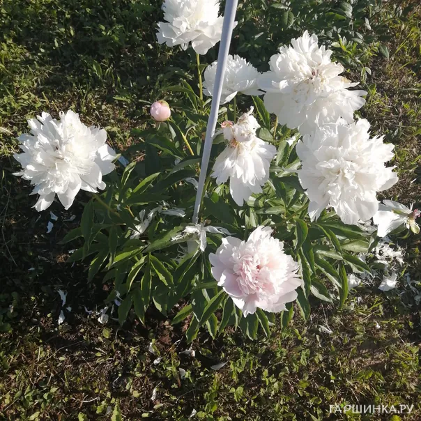 превью изображения отзыва