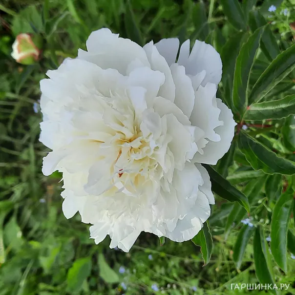 превью изображения отзыва