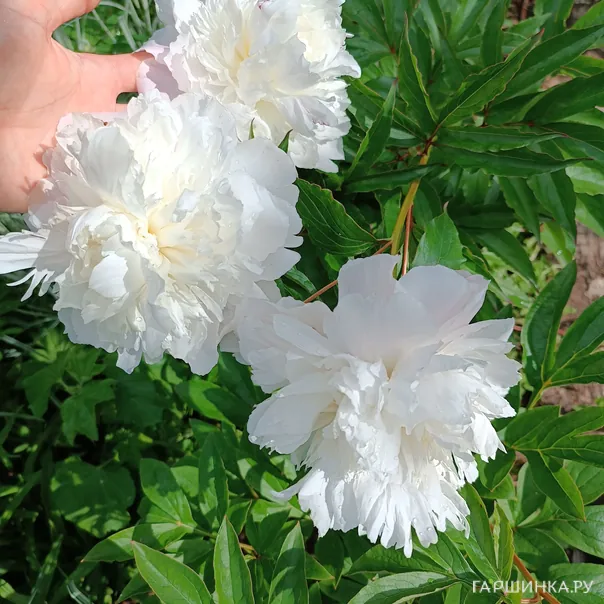 превью изображения отзыва