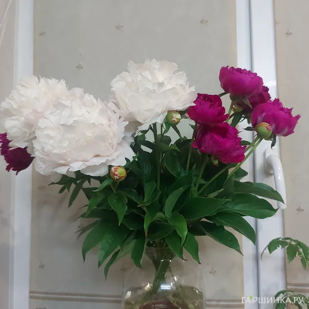 превью изображения отзыва