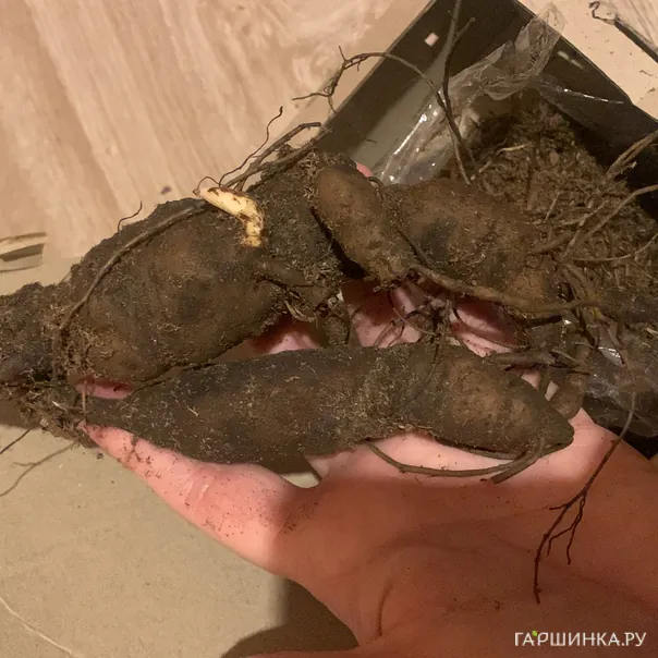 превью изображения отзыва