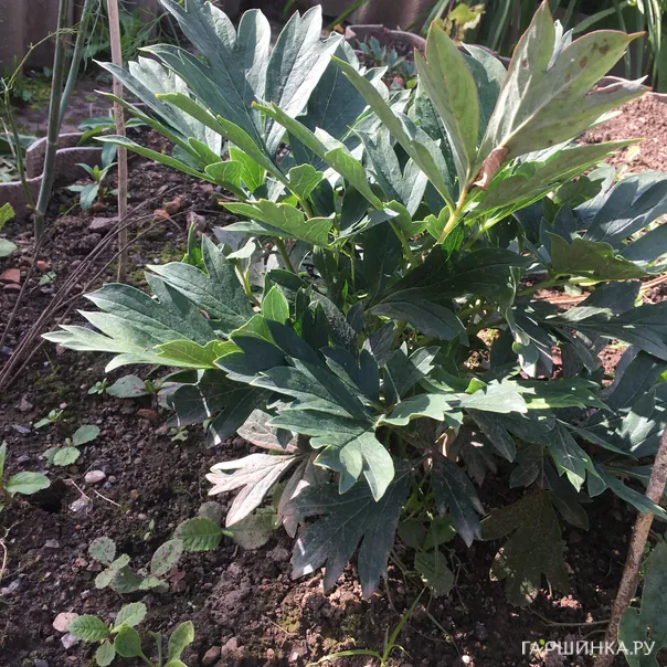 превью изображения отзыва