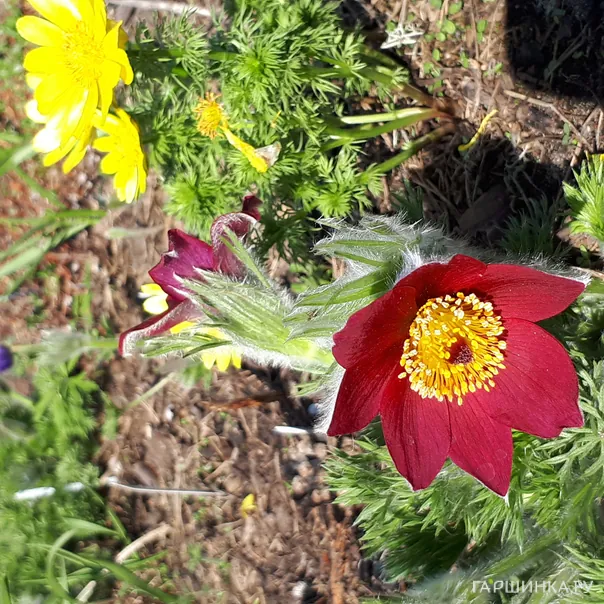 превью изображения отзыва