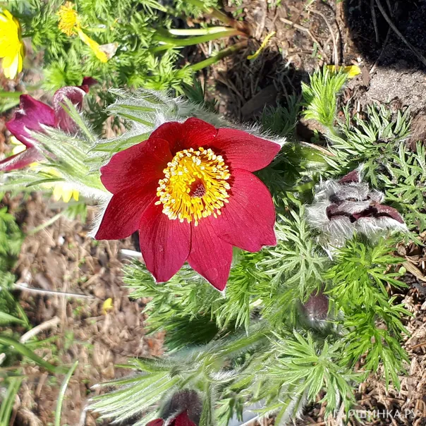 превью изображения отзыва