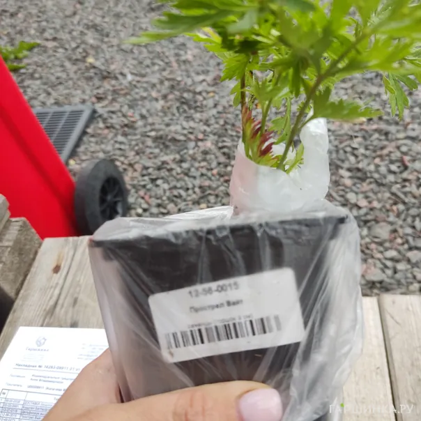 превью изображения отзыва