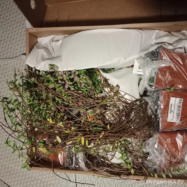 превью изображения отзыва