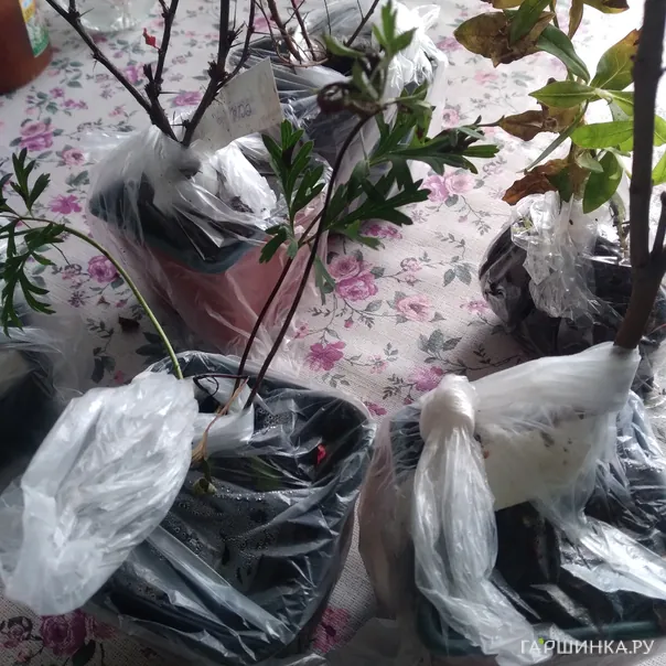 превью изображения отзыва