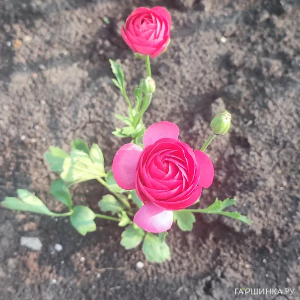 превью изображения отзыва