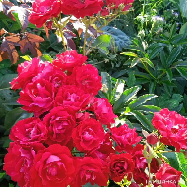 превью изображения отзыва