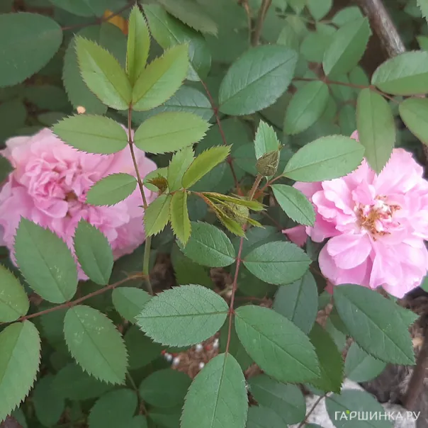 превью изображения отзыва