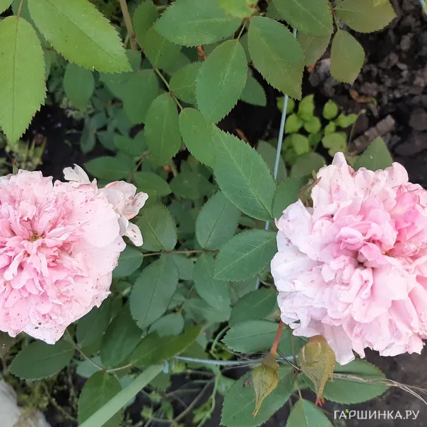 превью изображения отзыва