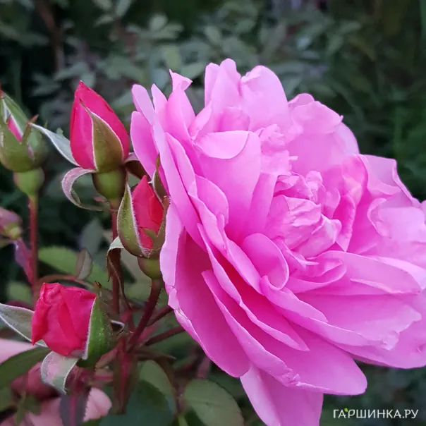 превью изображения отзыва