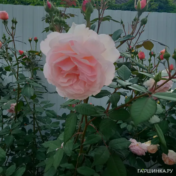 превью изображения отзыва