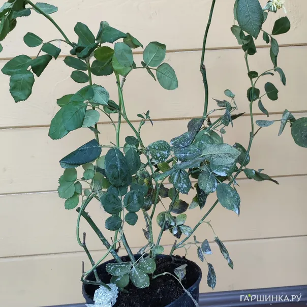 превью изображения отзыва