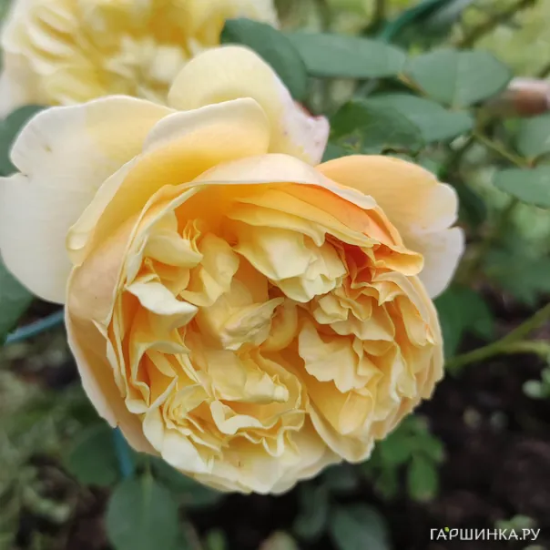 превью изображения отзыва