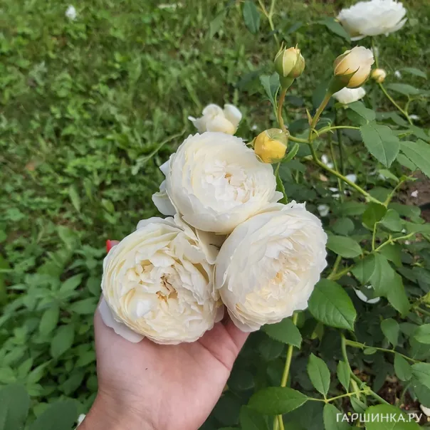 превью изображения отзыва