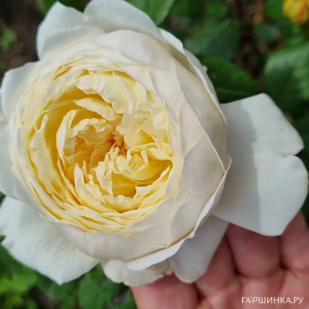 превью изображения отзыва