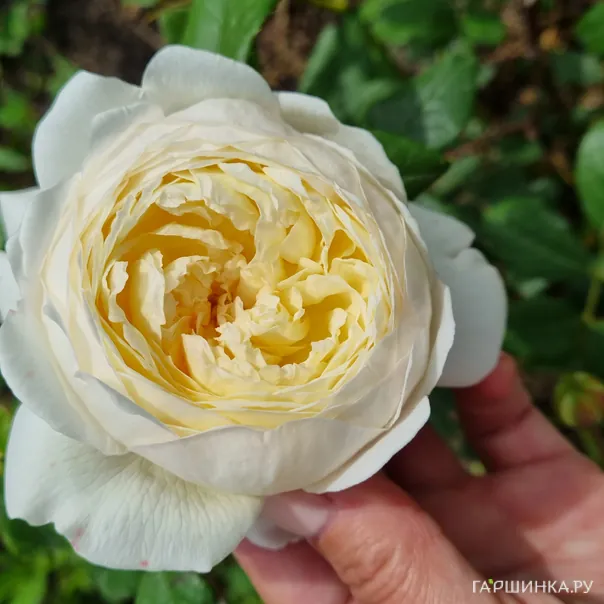 превью изображения отзыва