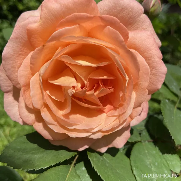 превью изображения отзыва