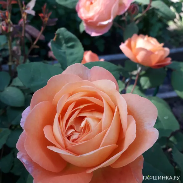 превью изображения отзыва