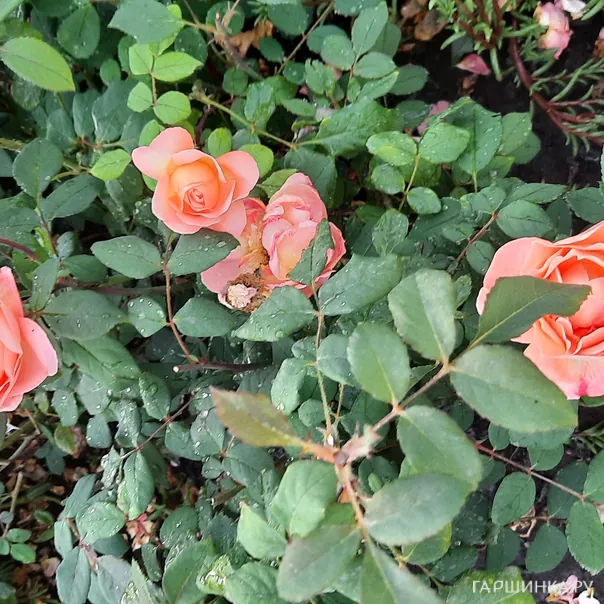 превью изображения отзыва