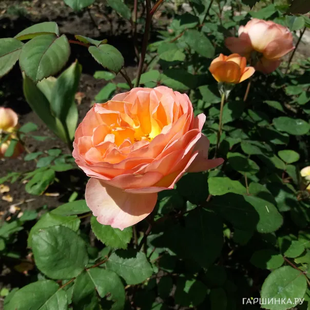 превью изображения отзыва