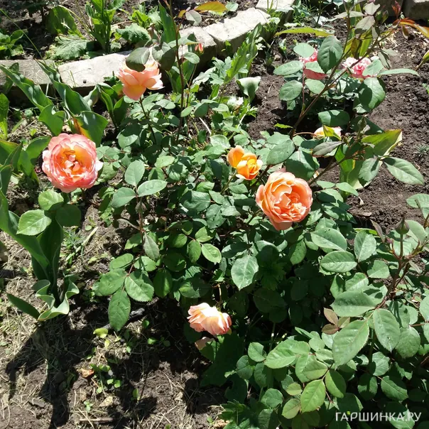 превью изображения отзыва