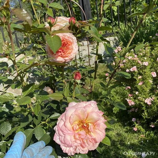 превью изображения отзыва