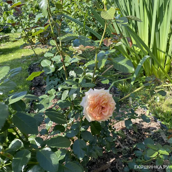 превью изображения отзыва