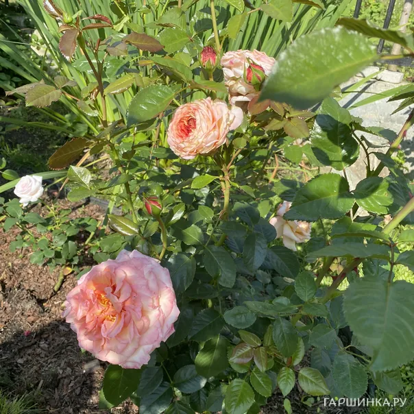 превью изображения отзыва