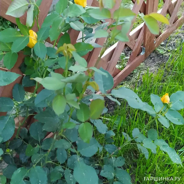 превью изображения отзыва