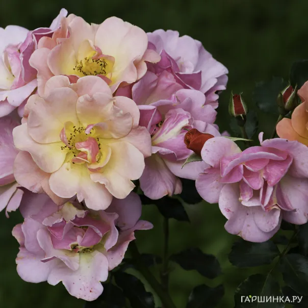 превью изображения отзыва