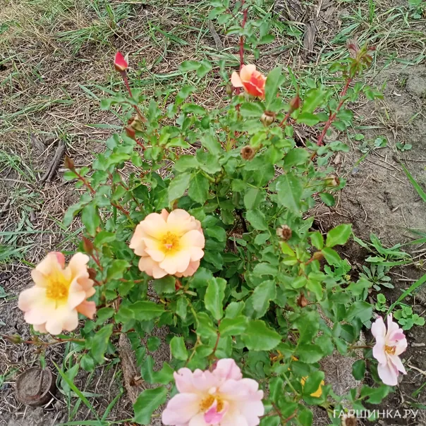 превью изображения отзыва