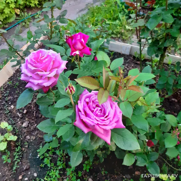 превью изображения отзыва