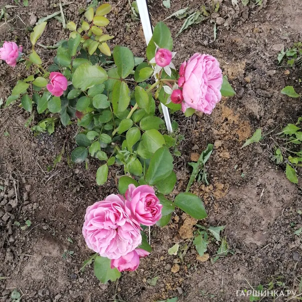 превью изображения отзыва